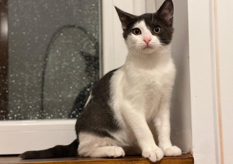 multimedia-foto87189-171-1