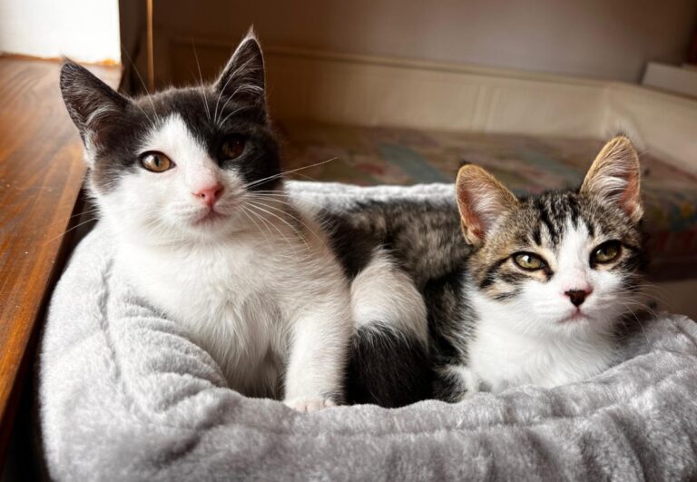 multimedia-foto87190-171-1