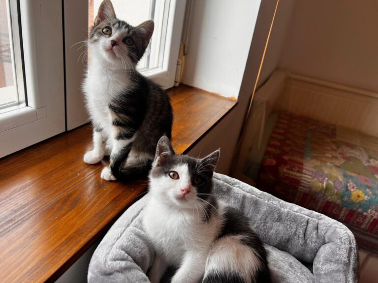 multimedia-foto87191-171-1