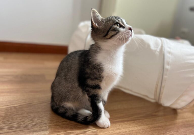 multimedia-foto87195-260-1