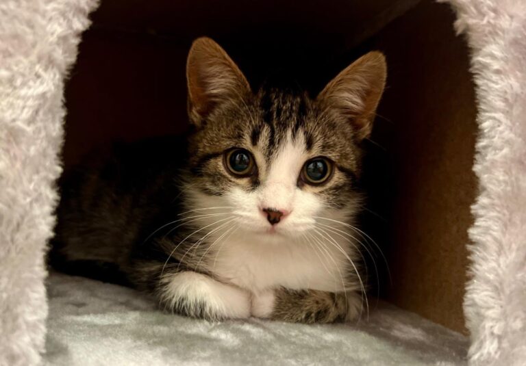 multimedia-foto87196-260-1