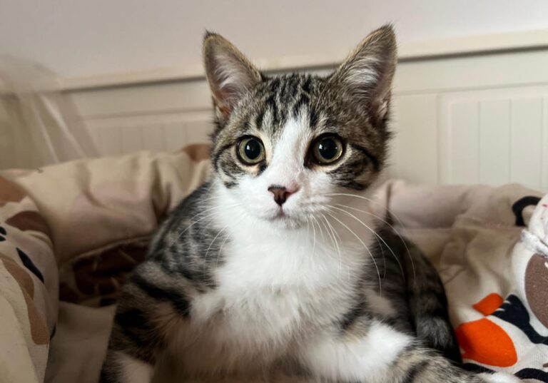 multimedia-foto87198-260-1