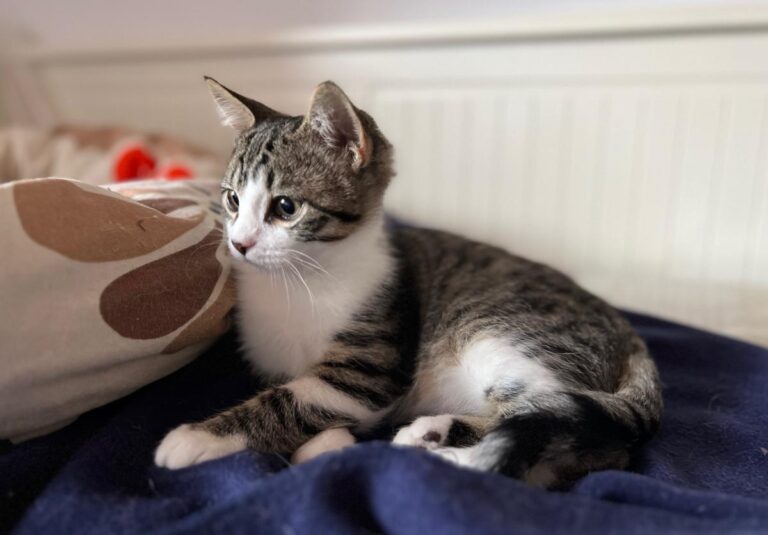 multimedia-foto87200-261-1