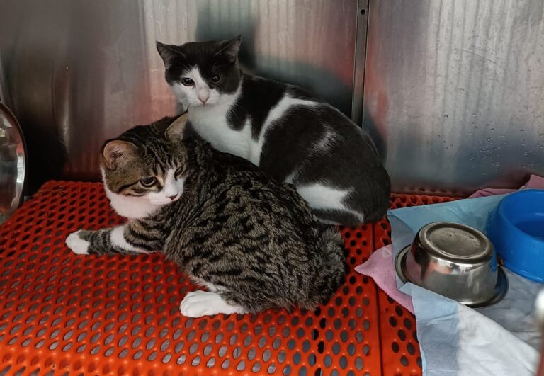 multimedia-foto87203-261-1