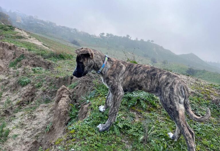 multimedia-foto87213-142-1