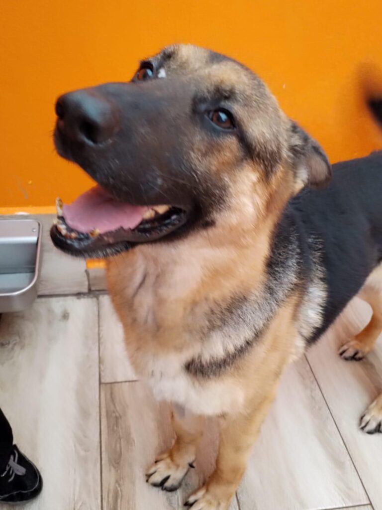 multimedia-foto87217-115-1