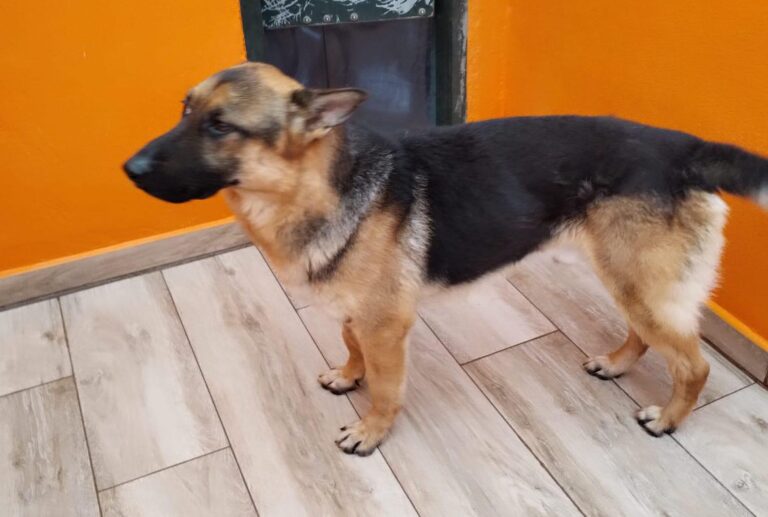 multimedia-foto87218-116-1