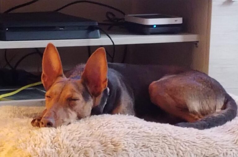 multimedia-foto87225-714-1