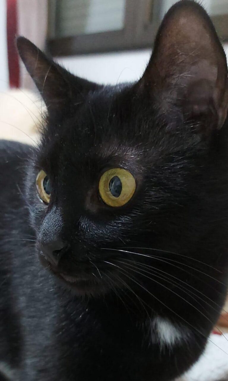 multimedia-foto87234-145-1