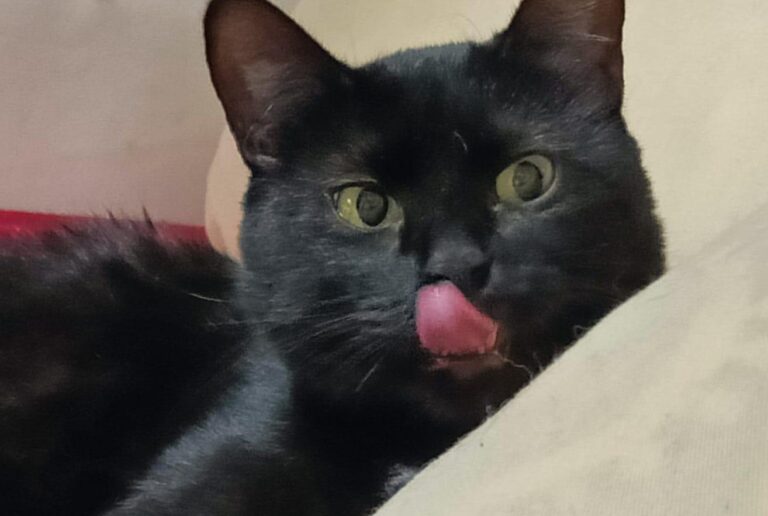 multimedia-foto87237-146-1