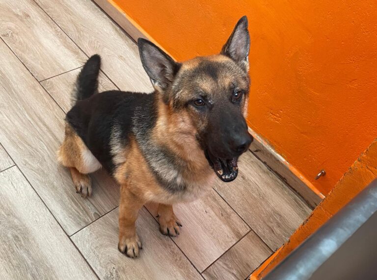 multimedia-foto87239-733-1