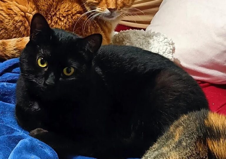 multimedia-foto87240-838-1