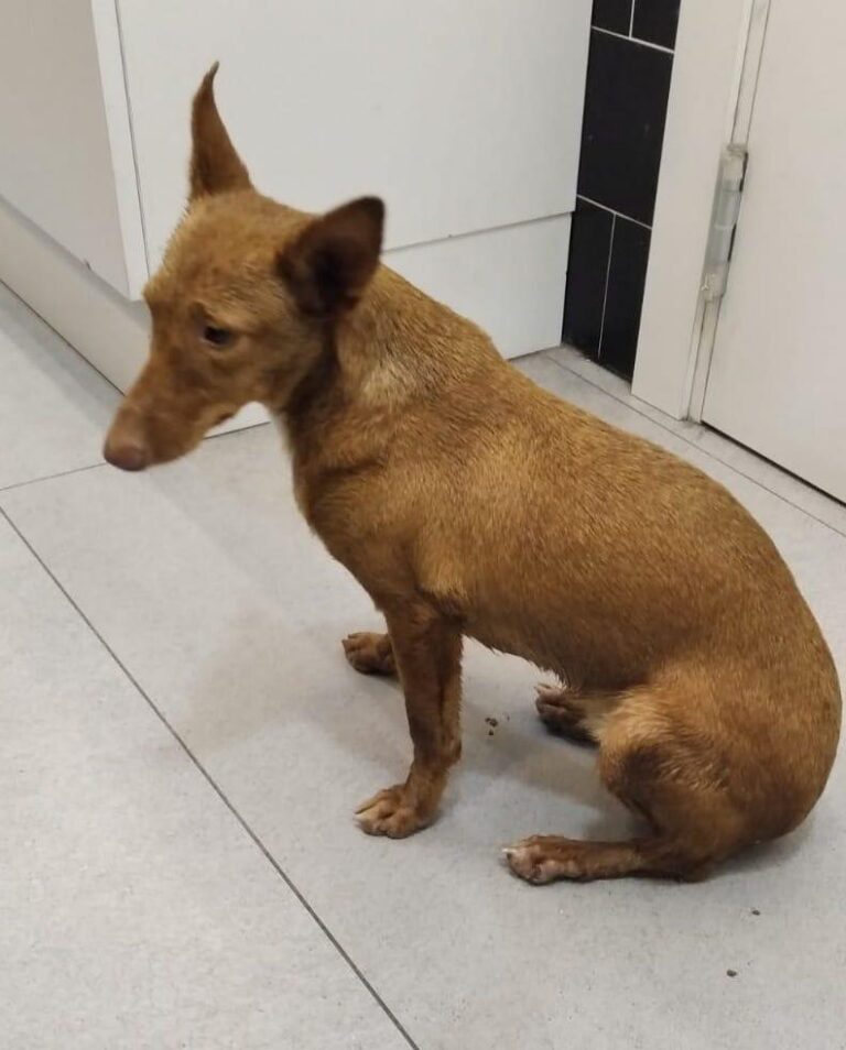 multimedia-foto87241-173-1