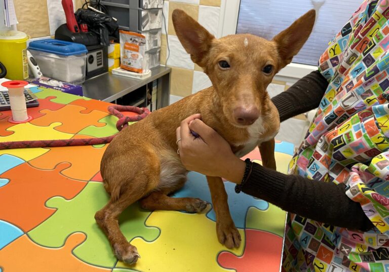 multimedia-foto87242-173-1