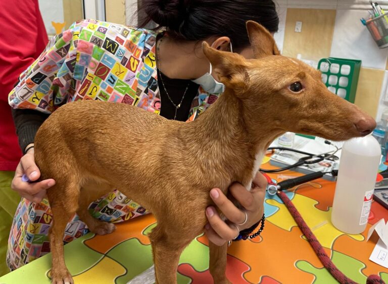 multimedia-foto87243-173-1