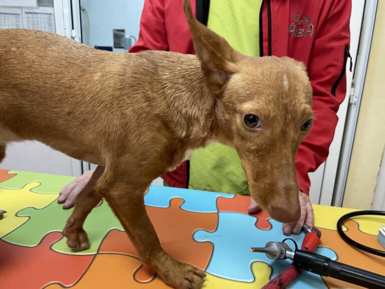 multimedia-foto87245-174-1