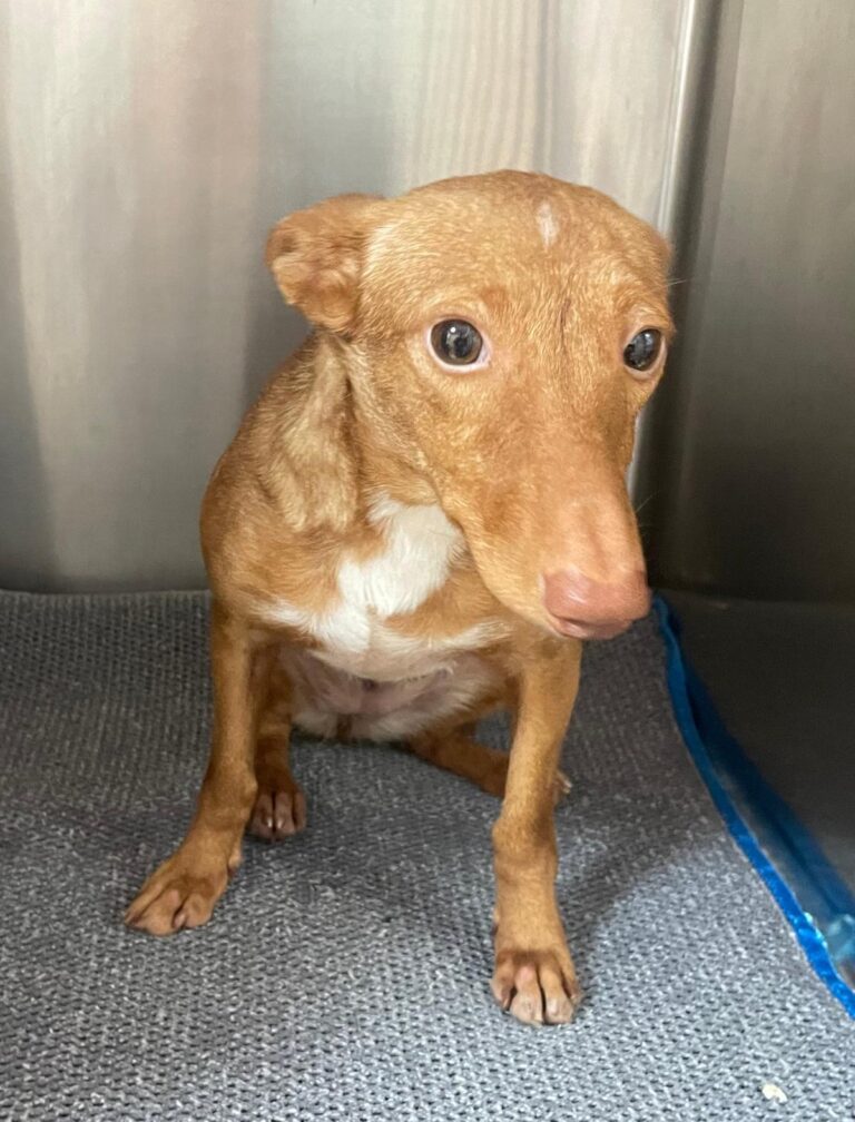 multimedia-foto87247-174-1