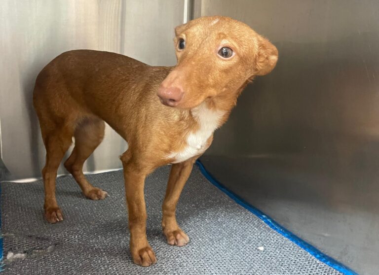 multimedia-foto87248-174-1