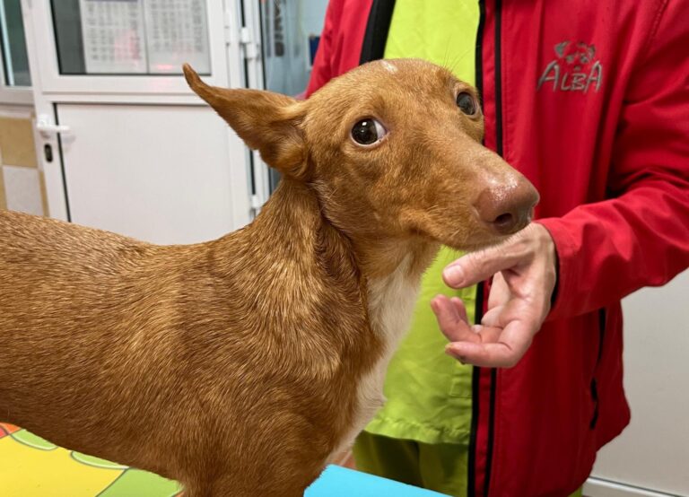 multimedia-foto87249-175-1