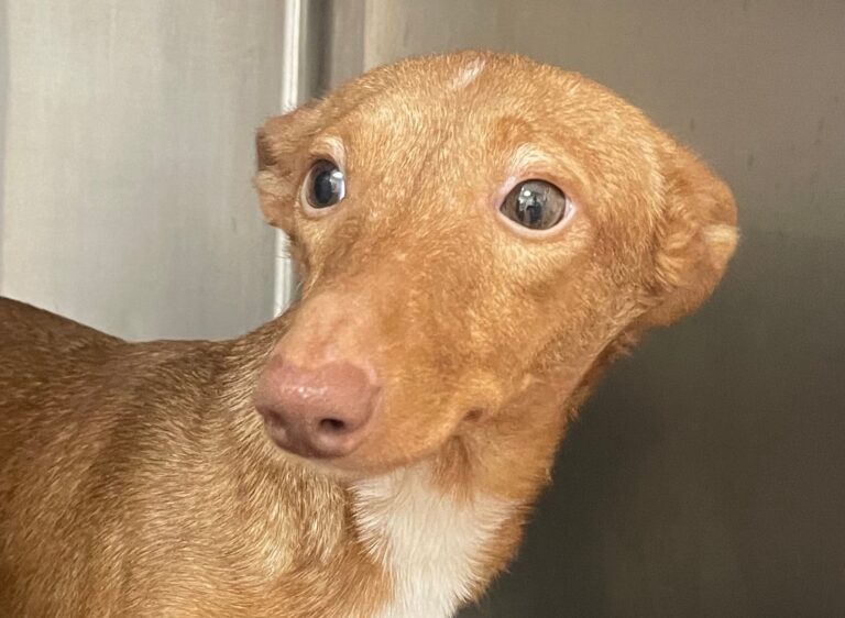 multimedia-foto87250-175-1