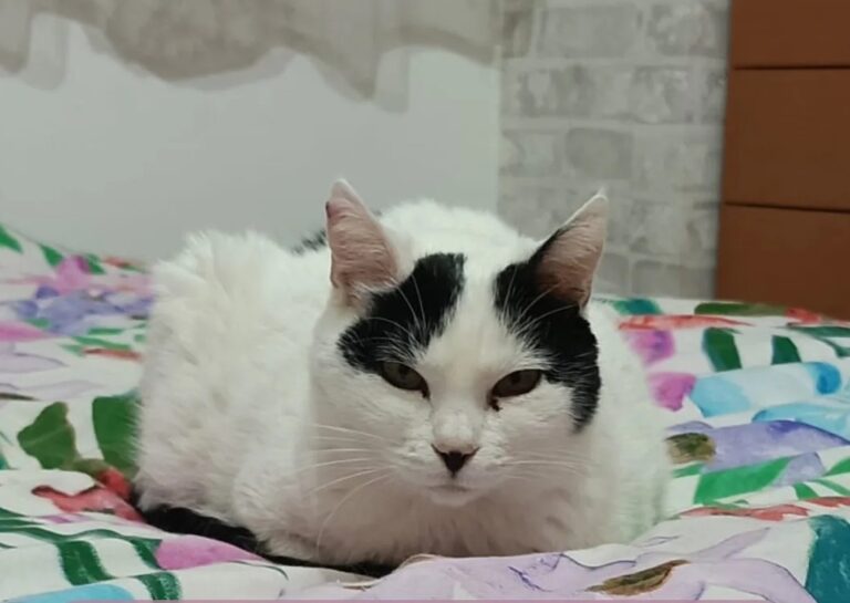 multimedia-foto87262-94-1