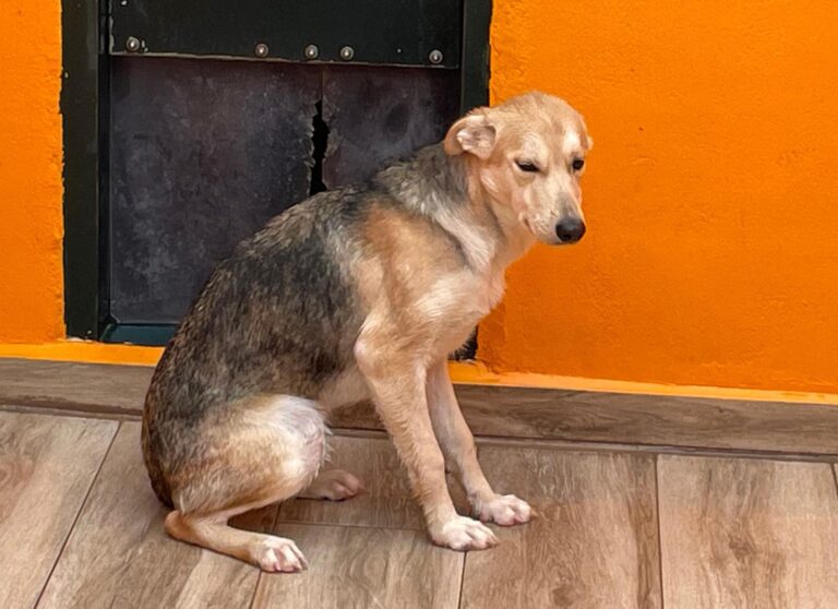 multimedia-foto87286-753-1