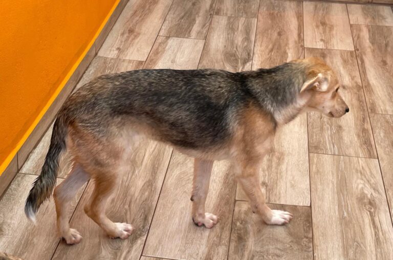 multimedia-foto87287-753-1