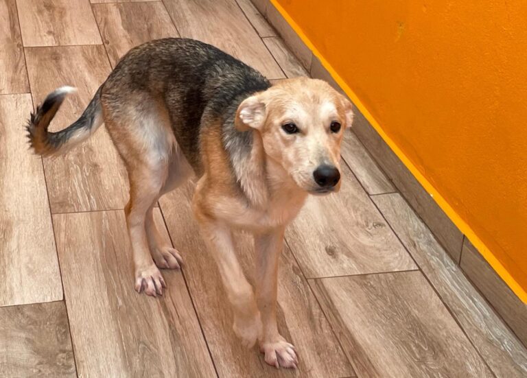 multimedia-foto87288-753-1