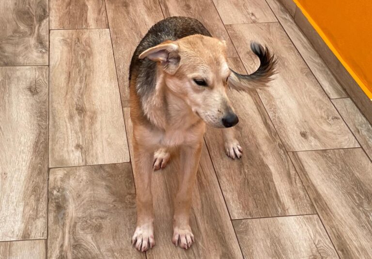 multimedia-foto87289-753-1