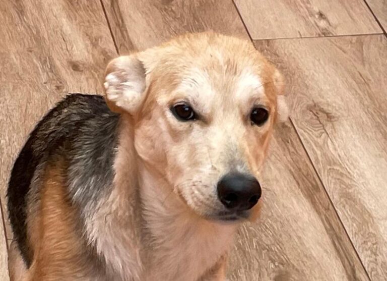 multimedia-foto87290-753-1