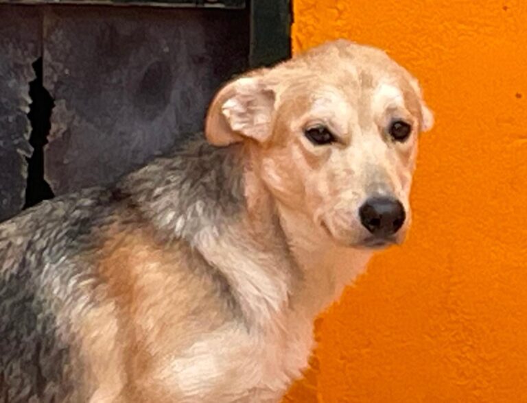 multimedia-foto87291-754-1