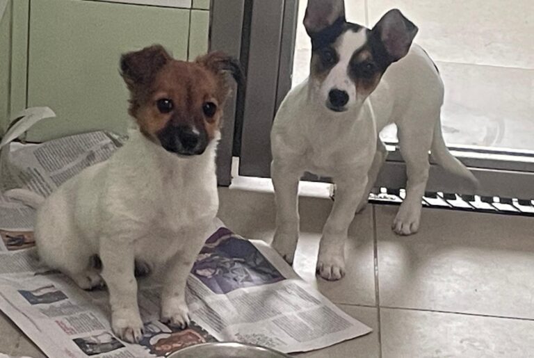 multimedia-foto87310-979-1