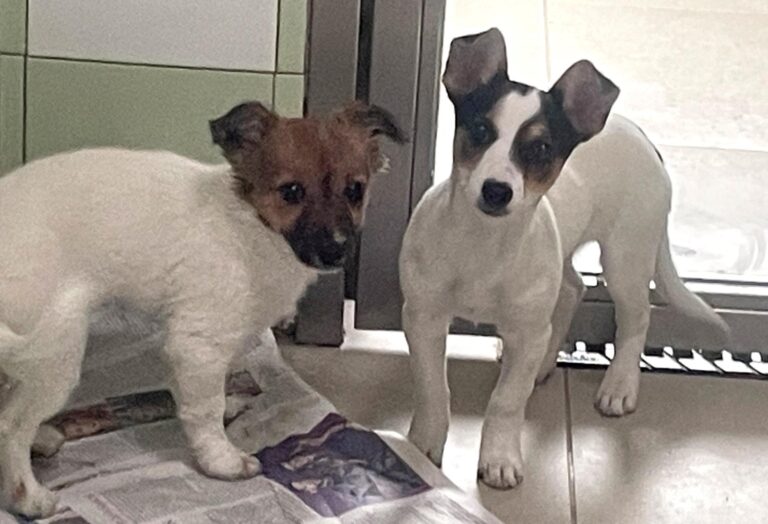 multimedia-foto87311-979-1