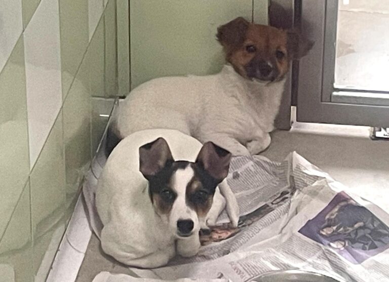 multimedia-foto87312-980-1