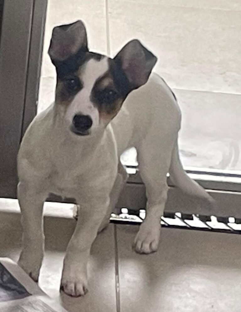 multimedia-foto87313-980-1