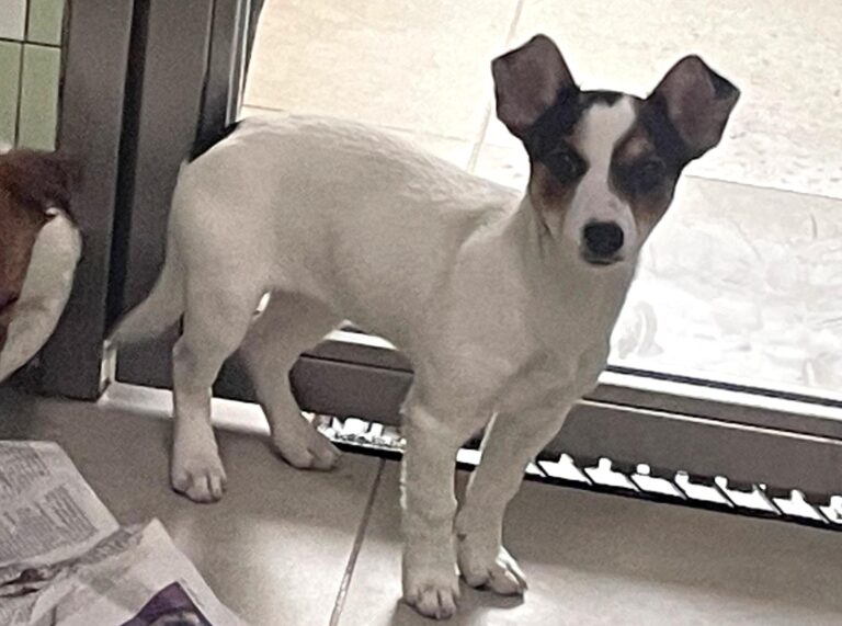 multimedia-foto87314-980-1