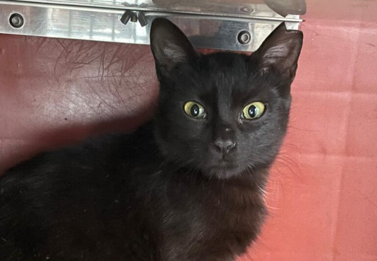 multimedia-foto87330-170-1