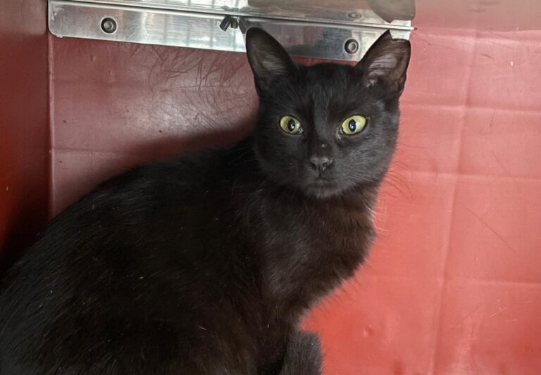 multimedia-foto87332-170-1