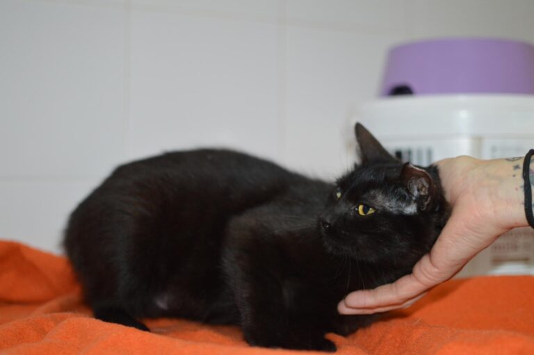 multimedia-foto87333-171-1