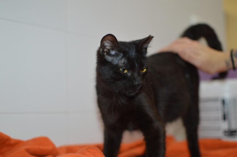 multimedia-foto87334-171-1