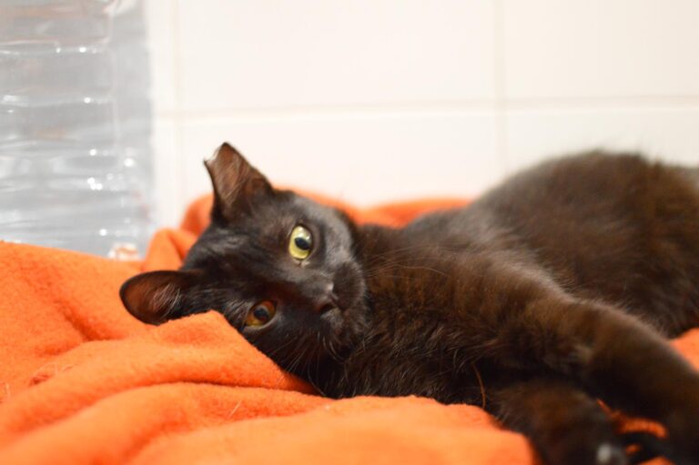 multimedia-foto87335-171-1