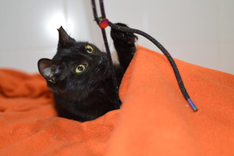 multimedia-foto87337-172-1