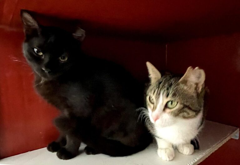 multimedia-foto87338-172-1