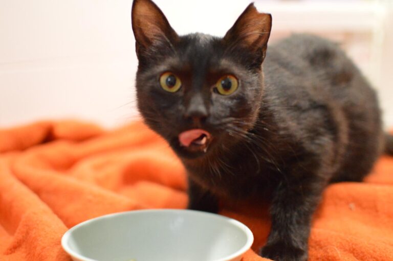 multimedia-foto87339-172-1