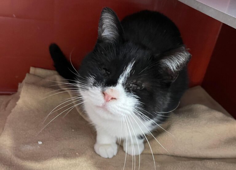 multimedia-foto87376-350-1