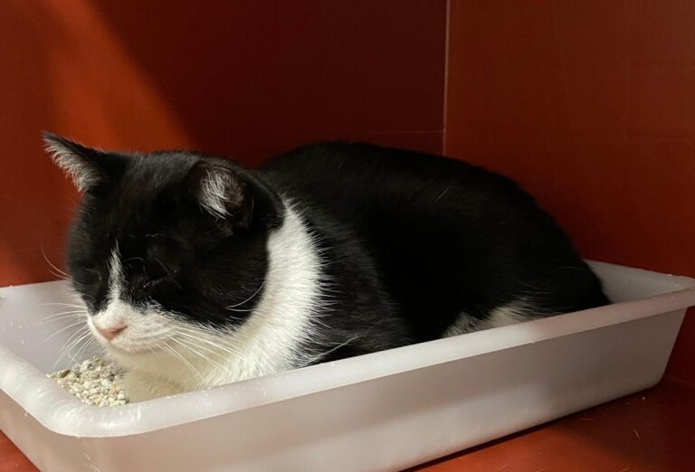 multimedia-foto87377-350-1