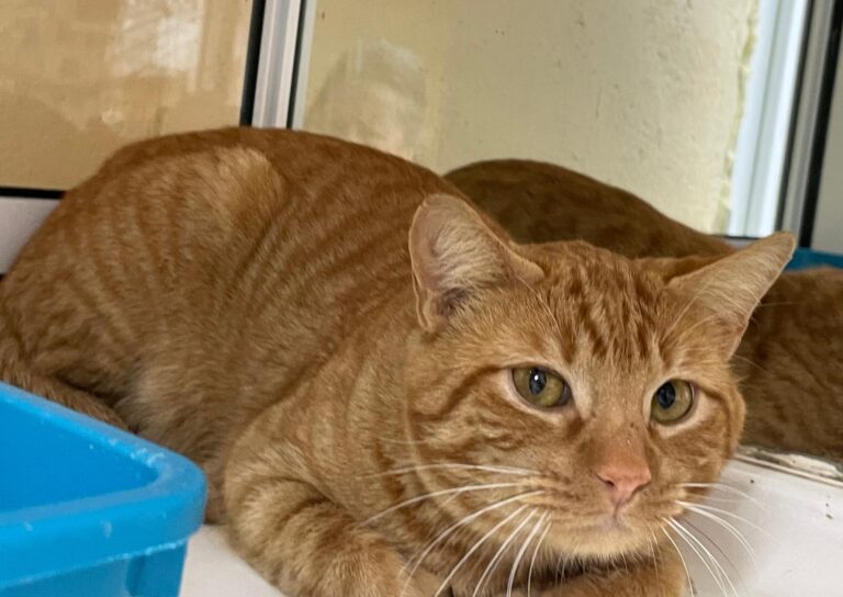 multimedia-foto87381-29-1