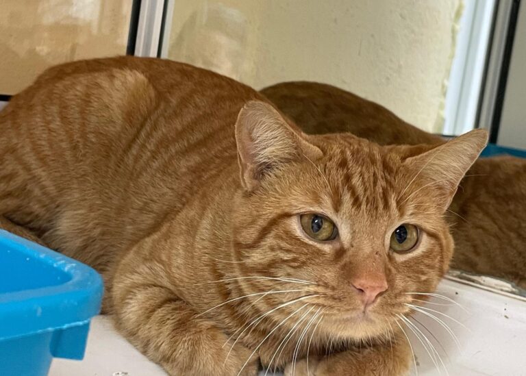 multimedia-foto87383-30-1