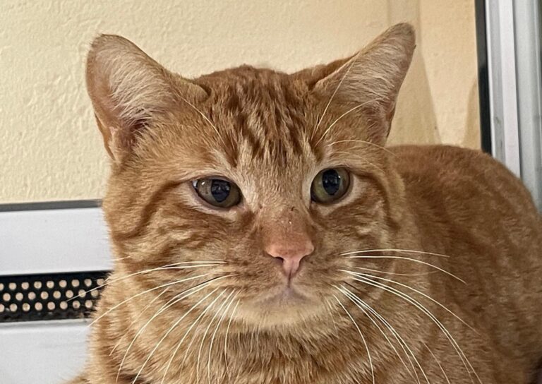 multimedia-foto87384-30-1