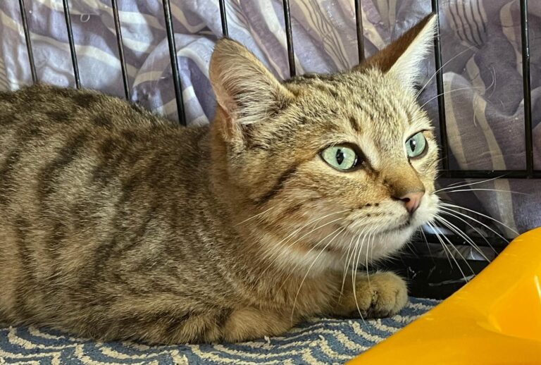 multimedia-foto87387-459-1